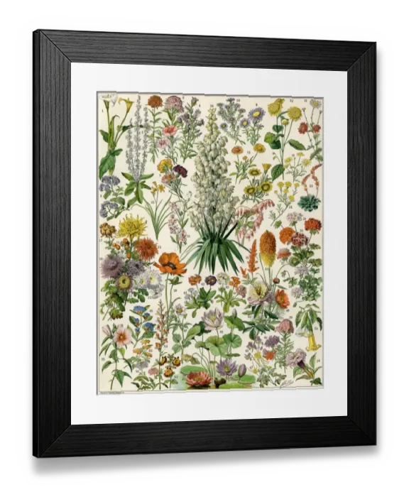 Framed Print : Perennial garden flowers, including yucca Framed Print : Perennial garden flowers, including yucca