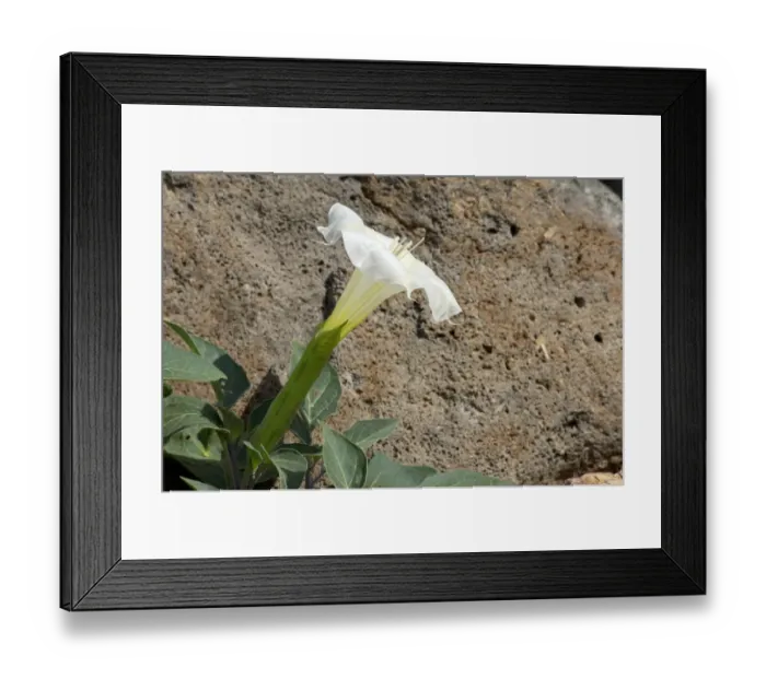 Framed Print : Jimson, or sacred datura, New Mexico Framed Print : Jimson, or sacred datura, New Mexico