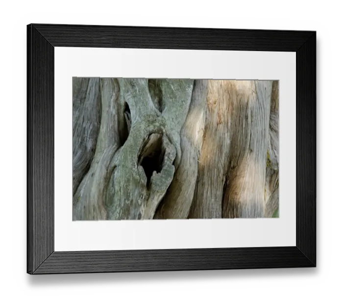 Framed Print : Old tree, Yorktown Battlefield, Virginia Framed Print : Old tree, Yorktown Battlefield, Virginia