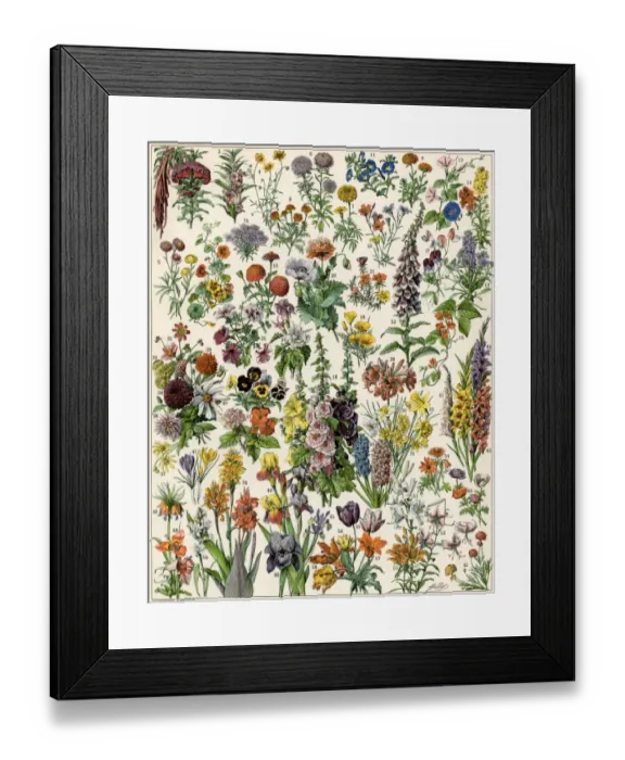 Framed Print : Garden flowers, including gladiola Framed Print : Garden flowers, including gladiola