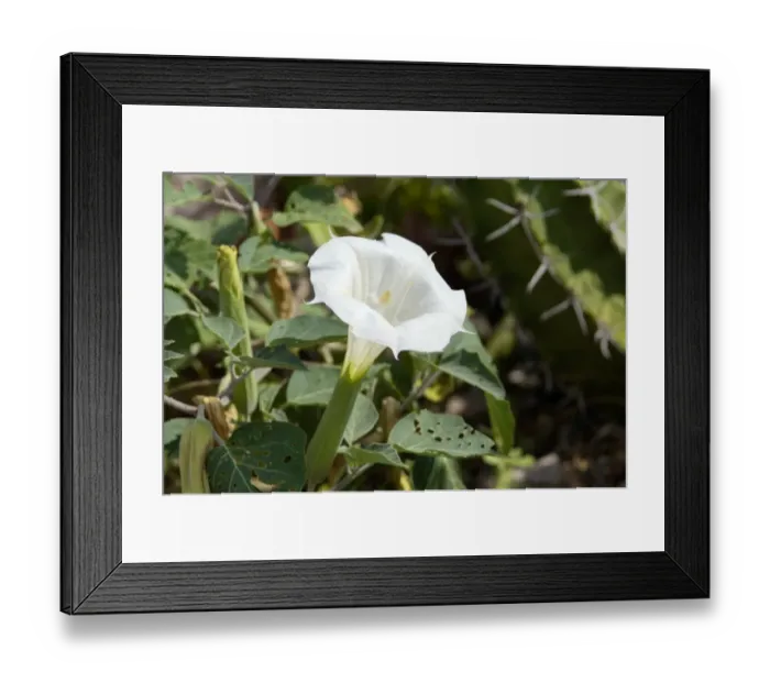 Framed Print : Jimson, or sacred datura, New Mexico Framed Print : Jimson, or sacred datura, New Mexico