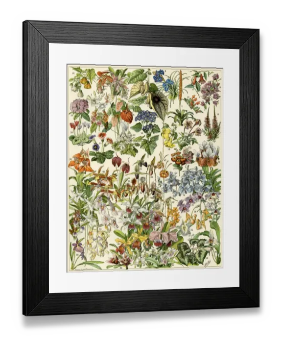 Framed Print : Tropical and exotic flowers Framed Print : Tropical and exotic flowers