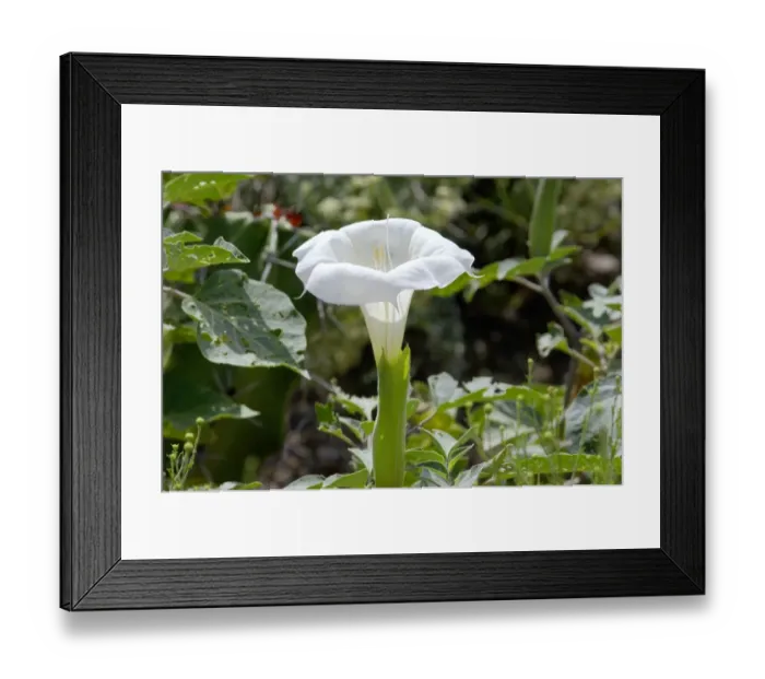 Framed Print : Jimson, or sacred datura, New Mexico Framed Print : Jimson, or sacred datura, New Mexico