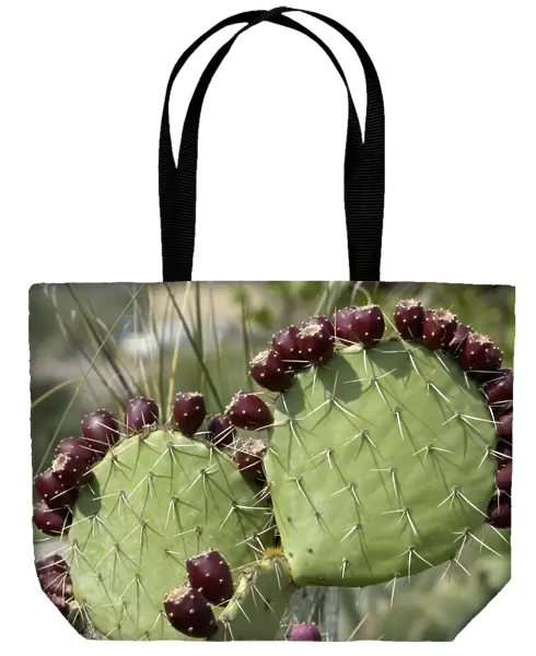 Prickly-pear cactus with fruit