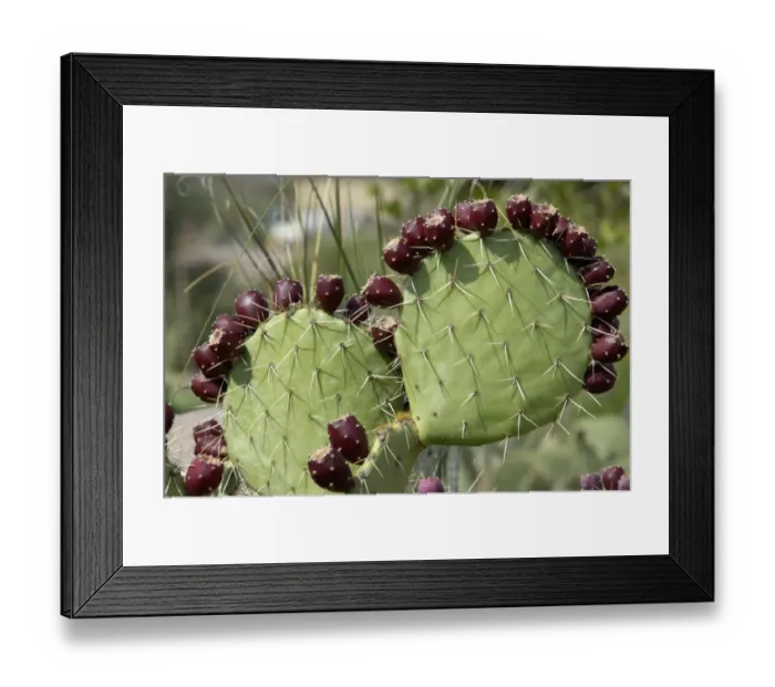 Framed Print : Prickly-pear cactus with fruit Framed Print : Prickly-pear cactus with fruit