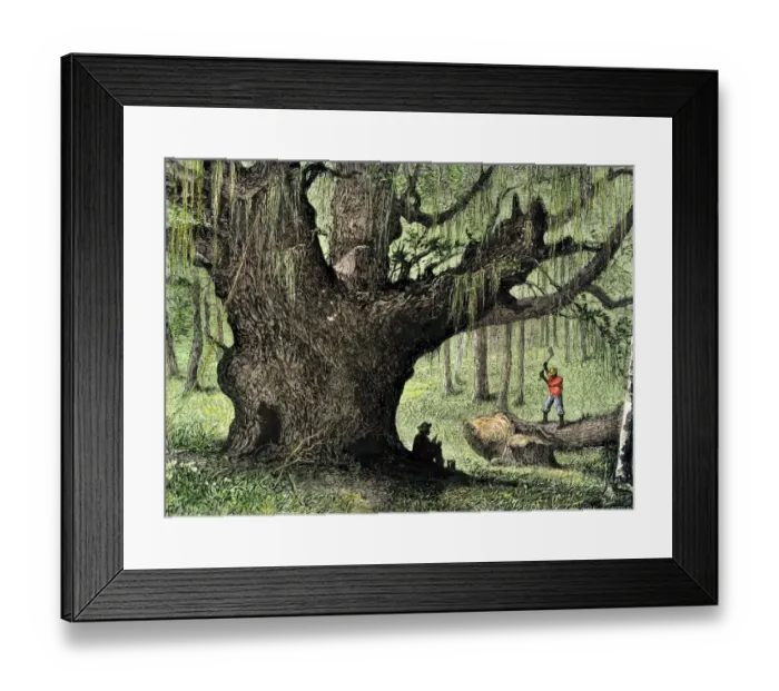 Framed Print : Cutting a tree in South Carolina
