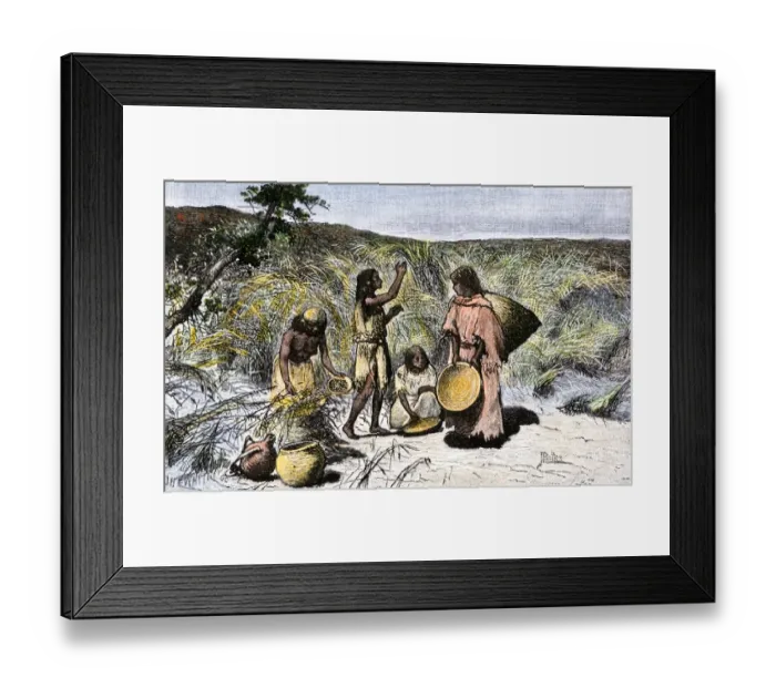 Framed Print : Native American women gathering wild rice in baskets Framed Print : Native American women gathering wild rice in baskets
