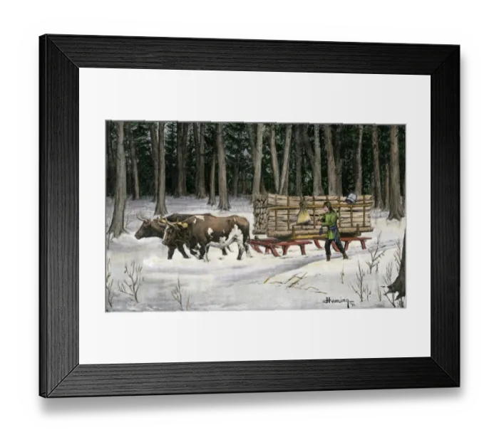Framed Print : Iroquois with his ox-drawn timber cargo Framed Print : Iroquois with his ox-drawn timber cargo