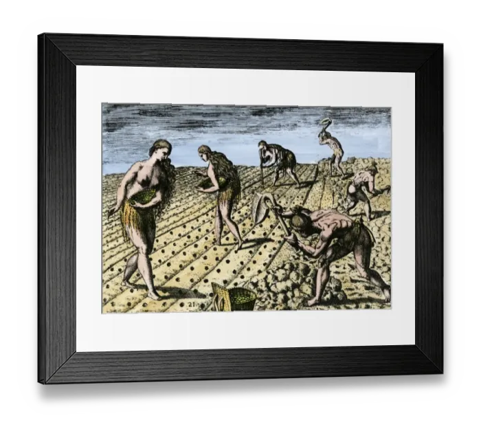 Framed Print : Native Americans using fishbone hoes to plant maize and beans Framed Print : Native Americans using fishbone hoes to plant maize and beans