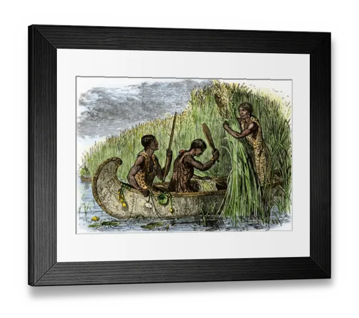 Framed Print : Native American women gathering wild rice by threshing it into their canoe Framed Print : Native American women gathering wild rice by threshing it into their canoe