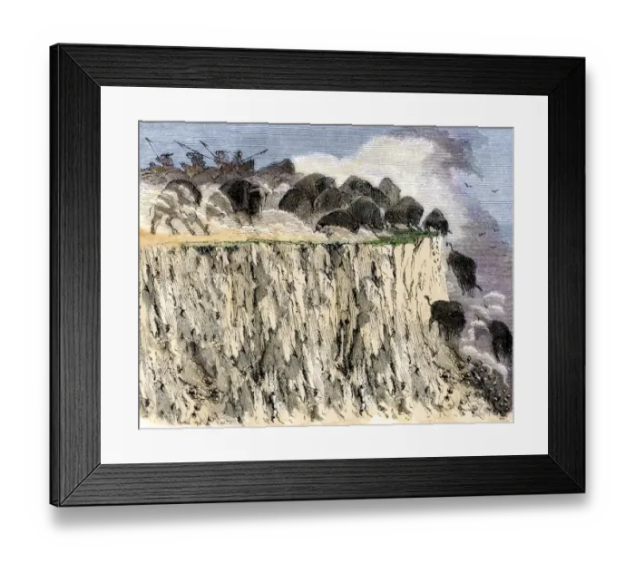 Framed Print : Buffalo herd driven off a cliff by Native Americans on horseback Framed Print : Buffalo herd driven off a cliff by Native Americans on horseback