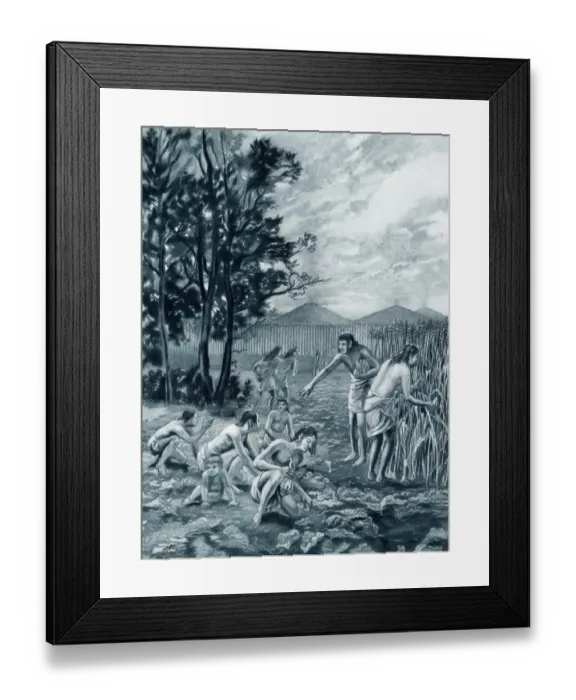 Framed Print : Moundbuilders harvesting corn and squash Framed Print : Moundbuilders harvesting corn and squash