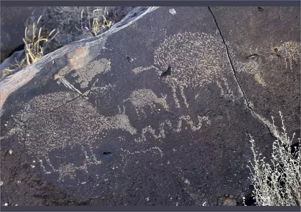 Petroglyphs of animals near Albuquerque, New Mexico