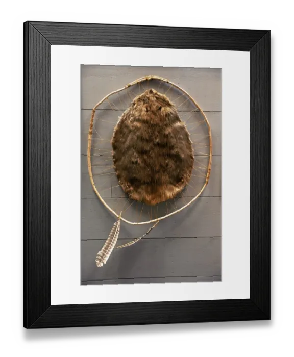 Framed Print : Beaver pelt stretched on a sapling frame and laced with rawhide Framed Print : Beaver pelt stretched on a sapling frame and laced with rawhide