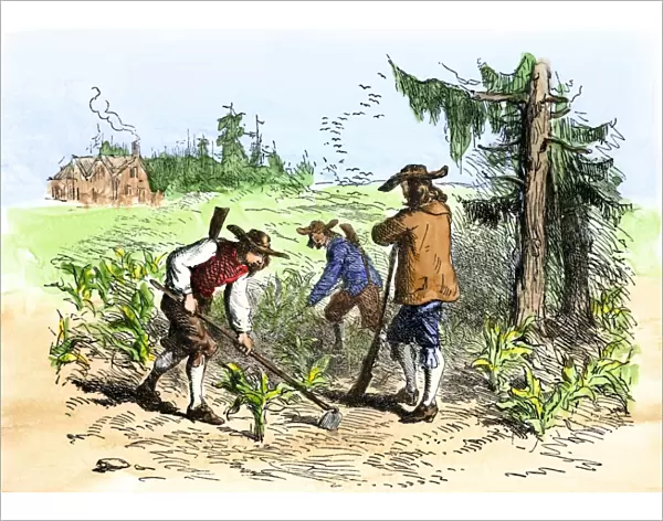 South Carolina colonists planting crops