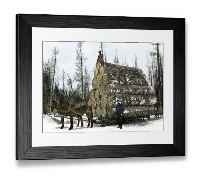 Framed Print : A big load of logs on a skidder in Michigan Framed Print : A big load of logs on a skidder in Michigan