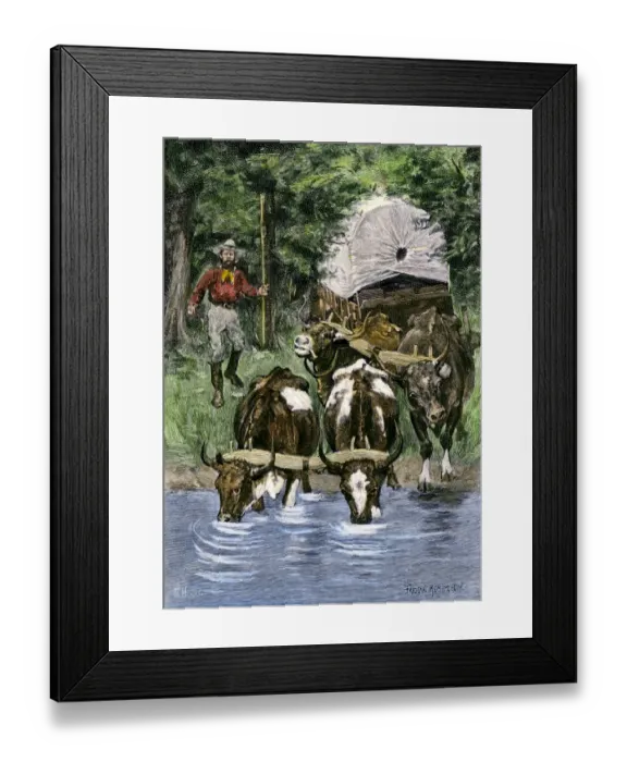Framed Print : Thirsty oxen finding water along a westward wagon trail Framed Print : Thirsty oxen finding water along a westward wagon trail