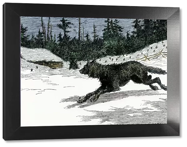 Wolf near a snowy log cabin