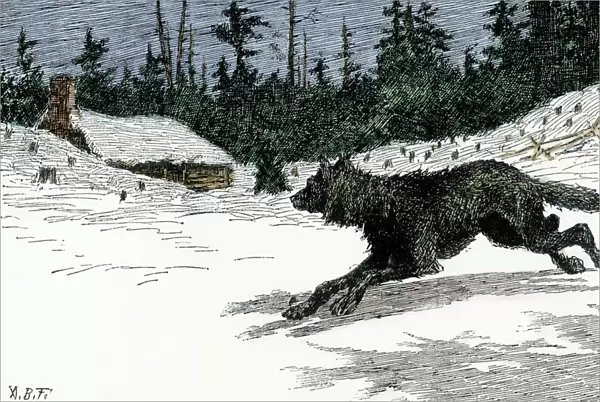 Wolf near a snowy log cabin