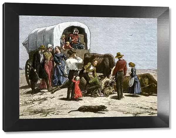 Oxen dying of thirst on a wagon trail