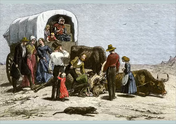 Oxen dying of thirst on a wagon trail