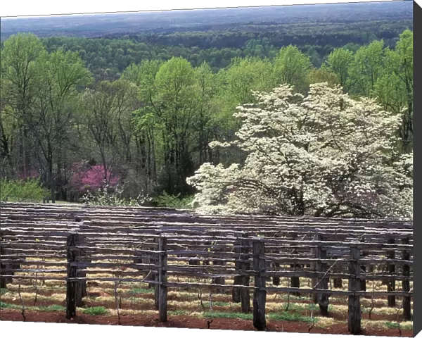 Monticello vineyard
