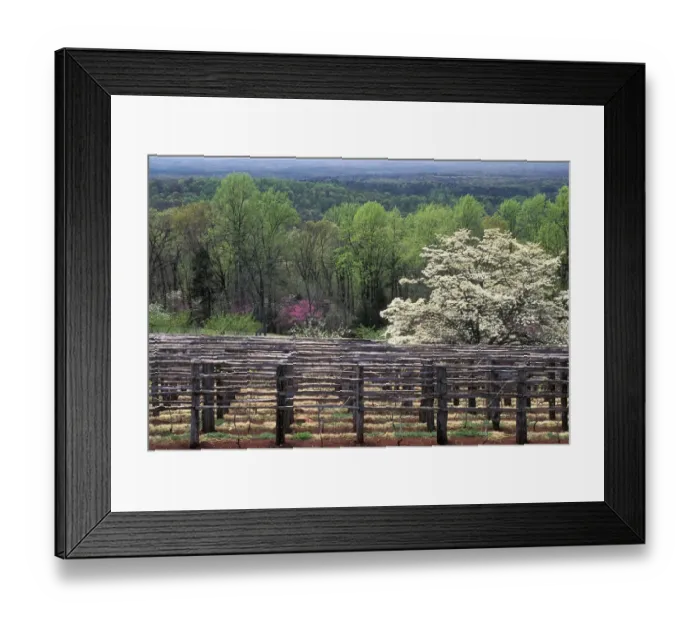 Framed Print : Monticello vineyard Framed Print : Monticello vineyard