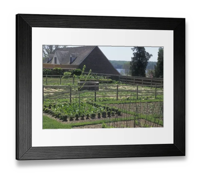 Framed Print : Mount Vernon vegetable garden Framed Print : Mount Vernon vegetable garden