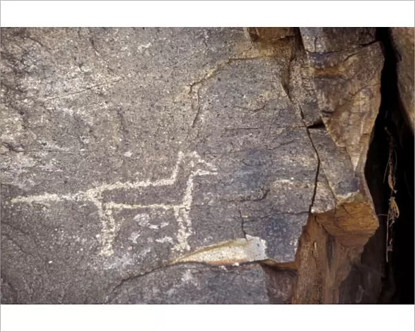 Petroglyph of a coyote or wolf, New Mexico
