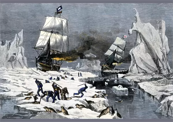 Fur seal hunt in the Arctic, 1800s