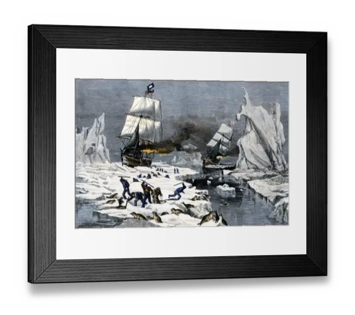 Framed Print : Fur seal hunt in the Arctic, 1800s Framed Print : Fur seal hunt in the Arctic, 1800s