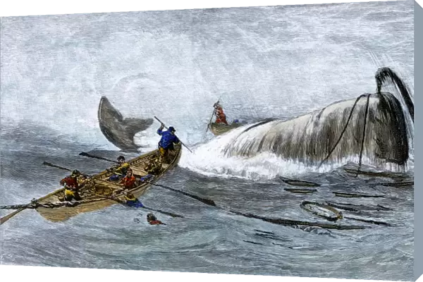 Harpooning a whale, 1800s