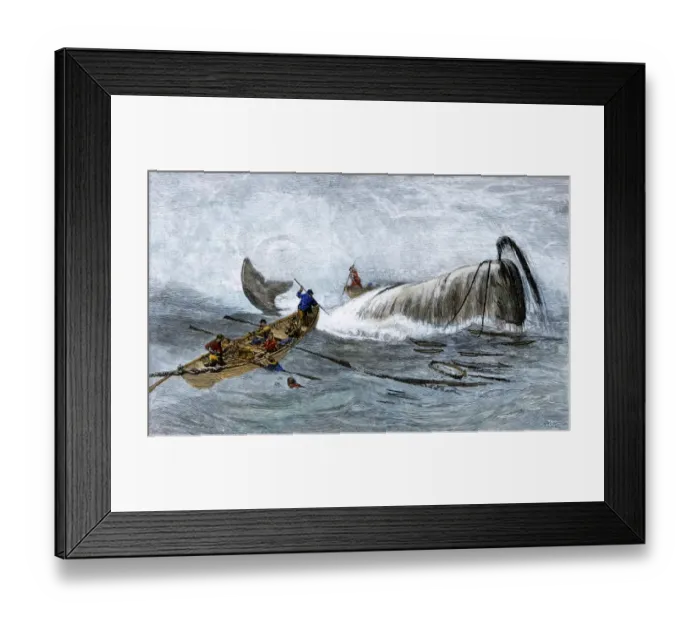 Framed Print : Harpooning a whale, 1800s Framed Print : Harpooning a whale, 1800s
