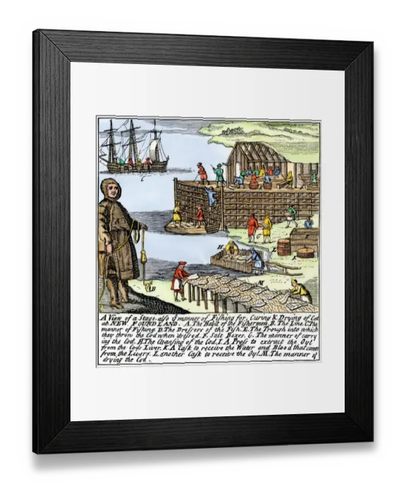 Framed Print : Cod fishermen drying and salting fish on the Newfoundland coast