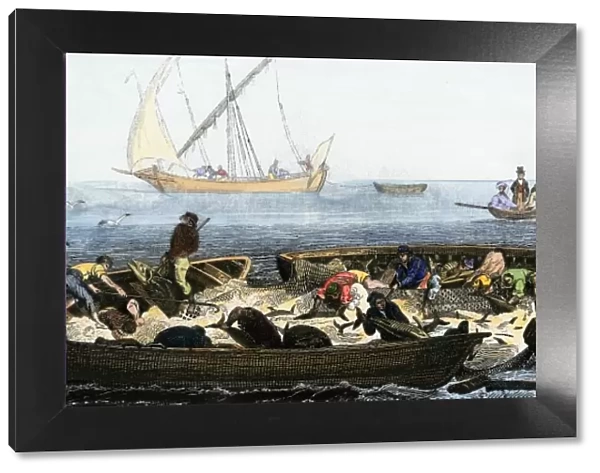 Tuna fishing using nets, 1800s