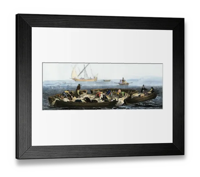 Framed Print : Tuna fishing using nets, 1800s Framed Print : Tuna fishing using nets, 1800s