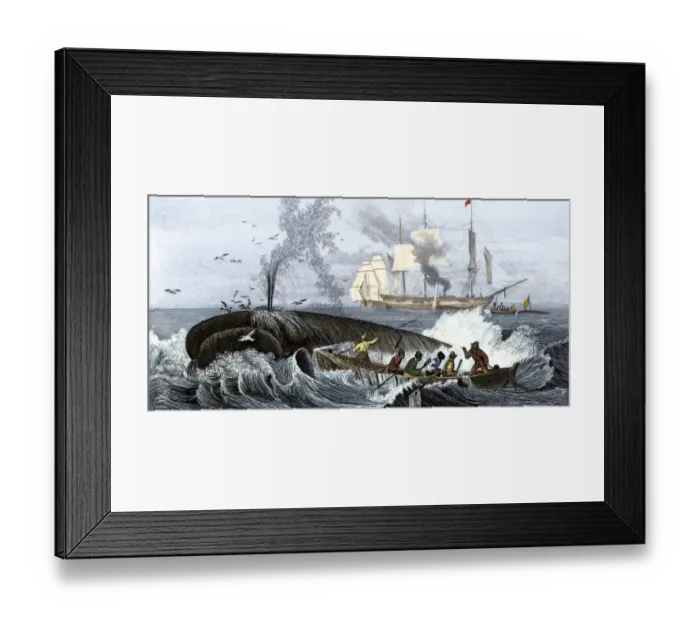 Framed Print : Long boat crew harpooning a whale Framed Print : Long boat crew harpooning a whale