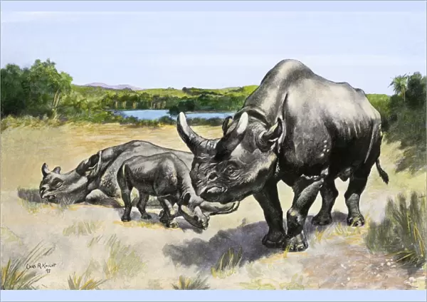 Titanothere, an extinct rhinocerus of North America