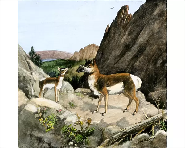 Protoceras, an extinct mammal of North America
