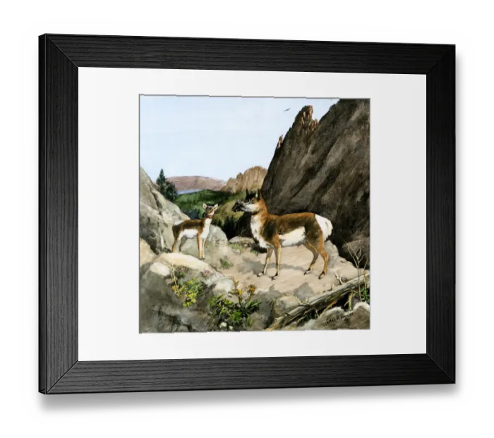 Framed Print : Protoceras, an extinct mammal of North America