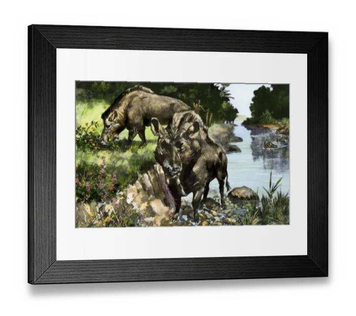 Framed Print : Elothere, an extinct hog of North America Framed Print : Elothere, an extinct hog of North America