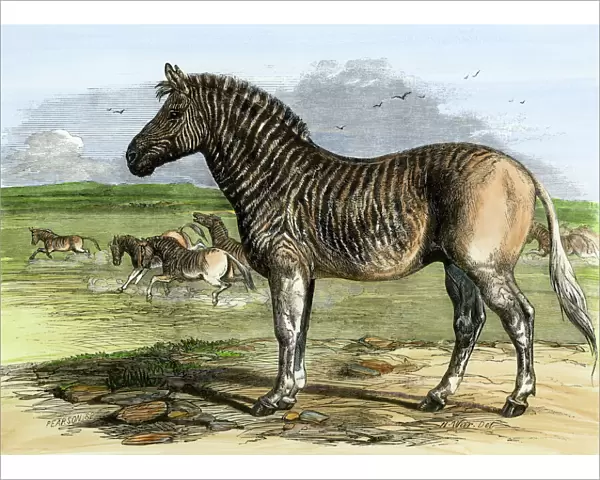 African quagga, an extinct equine