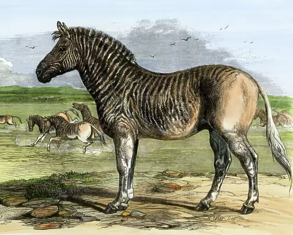 African quagga, an extinct equine