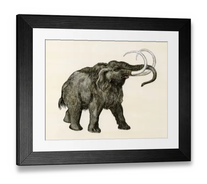 Framed Print : Wooly mammoth
