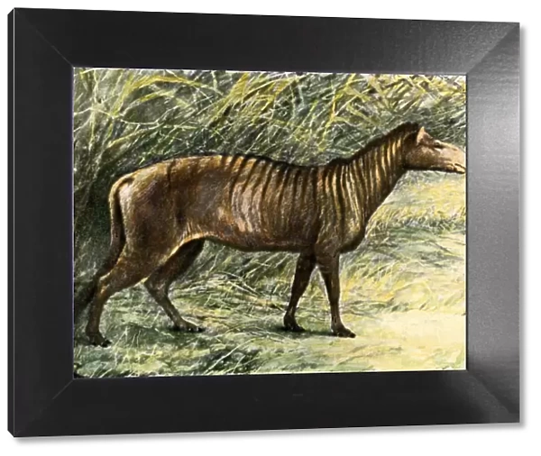 Small three-toed horse from fossil beds in South Dakota