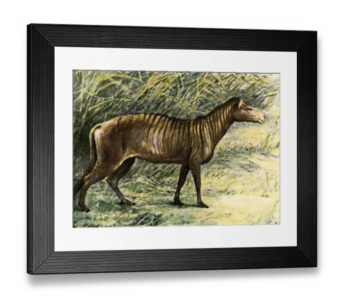 Framed Print : Small three-toed horse from fossil beds in South Dakota Framed Print : Small three-toed horse from fossil beds in South Dakota