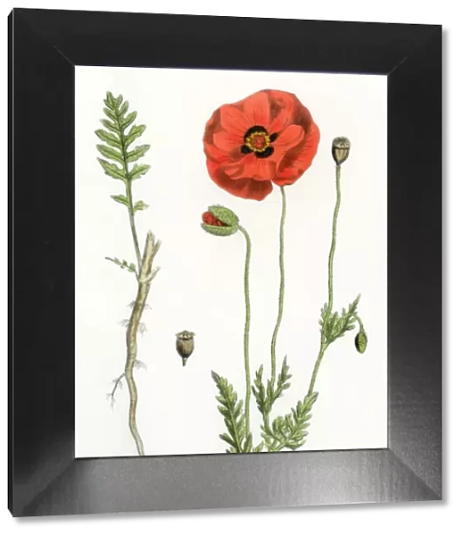 Poppy flower, root, and seed pod