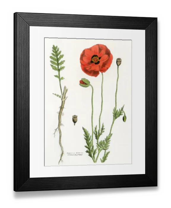 Framed Print : Poppy flower, root, and seed pod Framed Print : Poppy flower, root, and seed pod