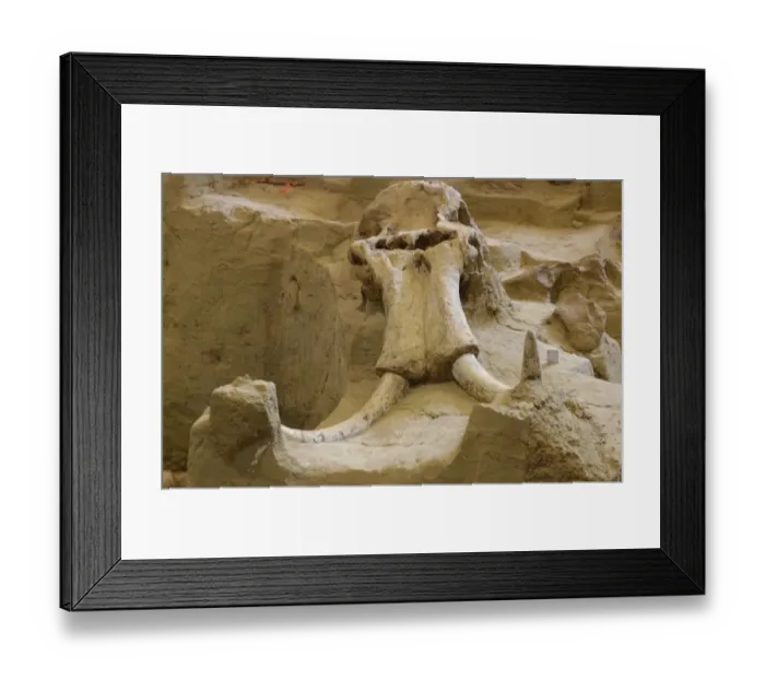 Framed Print : Wooly mammoth fossil, South Dakota Framed Print : Wooly mammoth fossil, South Dakota