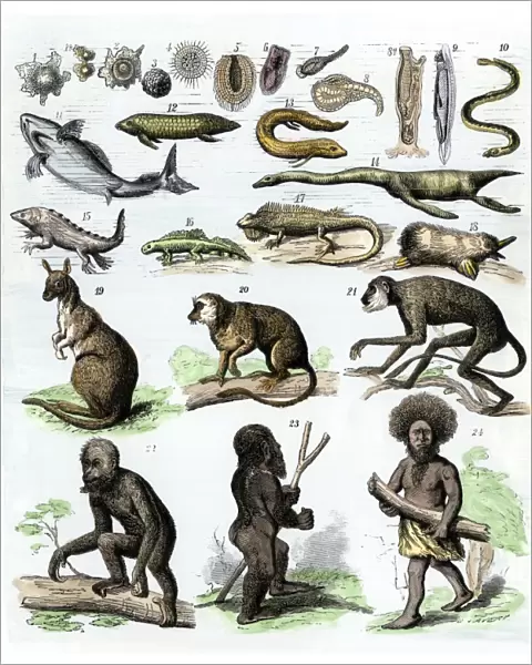 Human evolution as described in the 1870s